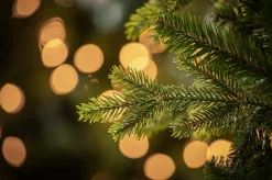 7Ft Feel Real Carrington Fir Slim Artificial Christmas Tree