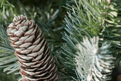 7.5Ft Feel Real Frosted Colorado Spruce Artificial Christmas Tree