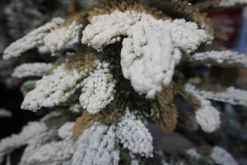 2Ft Snowy Alpine Mini Artificial Christmas Tree